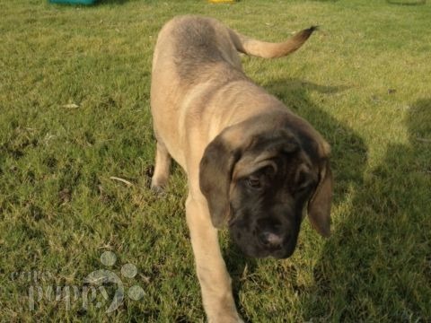 Lil’ Kim - Englischer Mastiff, Euro Puppy review from Kuwait