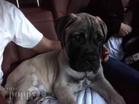 Bodger - Bullmastiff, Euro Puppy Referenzen aus Puerto Rico