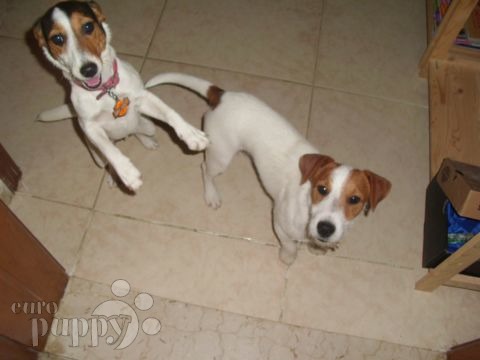 Geddy & Honey - Jack Russell Terrier, Referencias de Euro Puppy desde United Arab Emirates