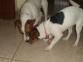 Geddy & Honey - Jack-Russell-Terrier, Euro Puppy Referenzen aus United Arab Emirates