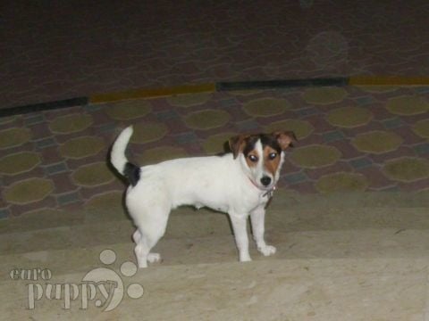 Geddy & Honey - Jack-Russell-Terrier, Euro Puppy Referenzen aus United Arab Emirates