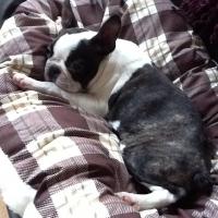 Mackey - Boston Terrier, Euro Puppy Referenzen aus Germany