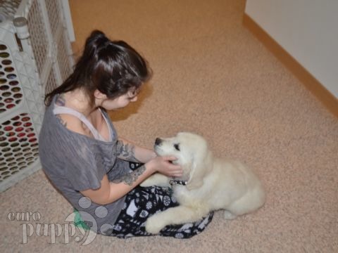 Bear - Golden Retriever, Referencias de Euro Puppy desde Germany