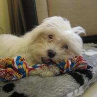 Stardust - Maltese, Euro Puppy review from Qatar