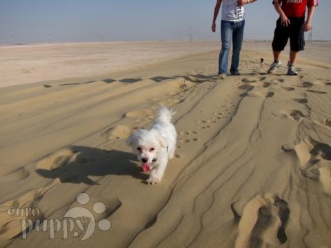 Stardust - Maltese, Euro Puppy review from Qatar