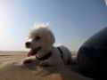 Stardust - Malteser, Euro Puppy review from Qatar