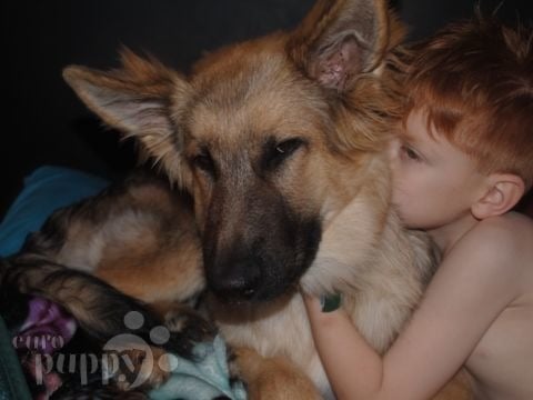 Dragon - German Shepherd Dog, Euro Puppy review from Italy