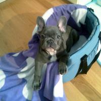 Curaco - French Bulldog, Euro Puppy review from Slovenia