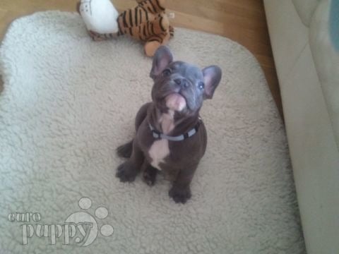 Curaco - French Bulldog, Euro Puppy review from Slovenia