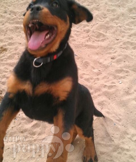 Gangster - Rottweiler, Euro Puppy review from Kuwait