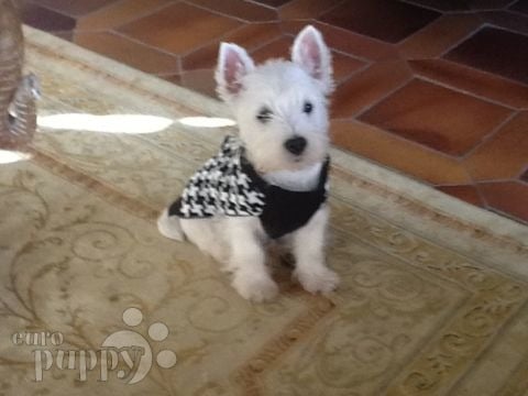 Diamond - West Highland White Terrier, Euro Puppy review from Switzerland