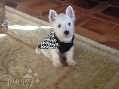 Diamond - West Highland White Terrier, Euro Puppy Referenzen aus Switzerland