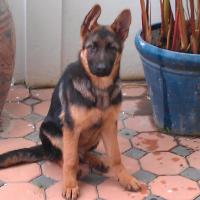 Falk - German Shepherd Dog, Euro Puppy review from Thailand