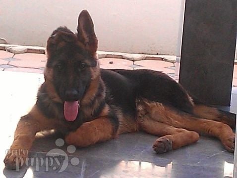 Falk - Deutscher Schäferhund, Euro Puppy Referenzen aus Thailand