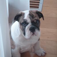 Mr Spock - English Bulldog, Euro Puppy review from Hungary