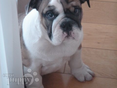 Mr Spock - Bulldog Inglés, Euro Puppy review from Hungary