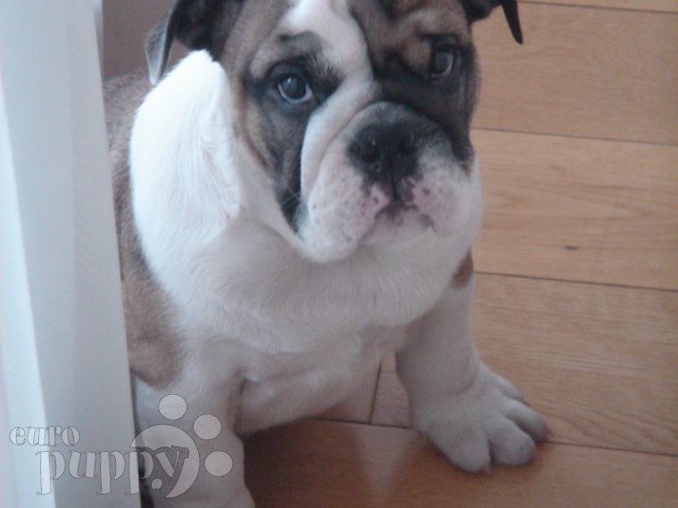 Mr Spock - English Bulldog, Euro Puppy review from Hungary