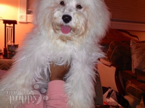 Snowflake - Puli, Euro Puppy review from United States
