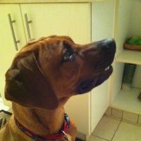 Fadhili - Rhodesian Ridgeback, Euro Puppy Referenzen aus United Arab Emirates