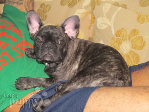 Otis - Französische Bulldogge, Euro Puppy Referenzen aus United Arab Emirates