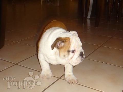 Malcolm - Bulldog Inglés, Euro Puppy review from Germany
