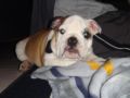 Malcolm - Bulldog Inglés, Euro Puppy review from Germany