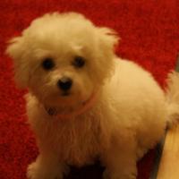 Jolie - Bichon Frise, Euro Puppy Referenzen aus Germany