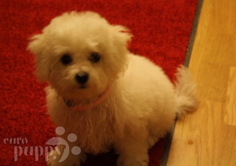 Jolie - Bichon Frise, Euro Puppy review from Germany