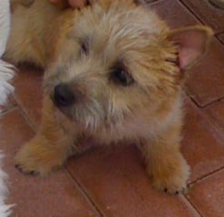 Kiwi - Norwich Terrier, Euro Puppy review from United Arab Emirates