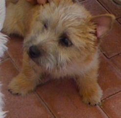 Kiwi - Terrier de Norwich, Referencias de Euro Puppy desde United Arab Emirates