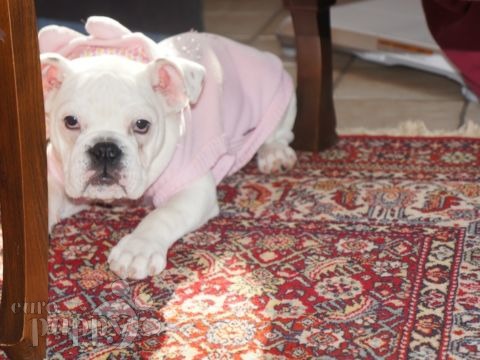 Amelia - Bulldog Inglés, Euro Puppy review from Germany