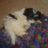 Boof - Havanese, Euro Puppy review from Saudi Arabia