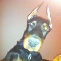 Apollo - Doberman Pinscher, Euro Puppy review from Saudi Arabia