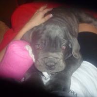 Rambo - Neapolitan Mastiff, Euro Puppy review from United States