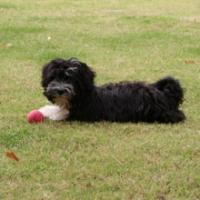 Murphy - Havanese, Euro Puppy review from United Arab Emirates