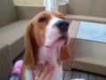 Harmony - Beagle, Euro Puppy review from Egypt