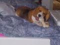 Harmony - Beagle, Referencias de Euro Puppy desde Egypt