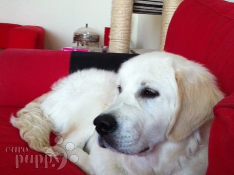 Merlin - Golden Retriever, Euro Puppy review from United Arab Emirates