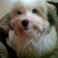 Cuddles - Havanese, Euro Puppy review from United Arab Emirates