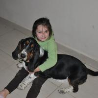 Lieutenant Columbo - Basset Hound, Euro Puppy review from Qatar