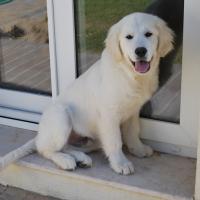 Milo - Golden Retriever, Euro Puppy Referenzen aus United Arab Emirates