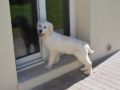 Milo - Golden Retriever, Euro Puppy Referenzen aus United Arab Emirates