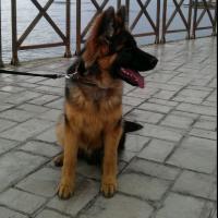 Brancos - Deutscher Schäferhund, Euro Puppy Referenzen aus Cyprus