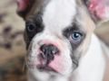 Milo - Bulldog Francés, Euro Puppy review from United States