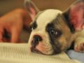Milo - French Bulldog, Euro Puppy review from United States