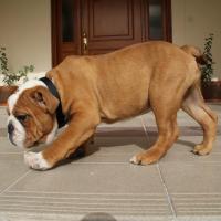 Vinnie - Mini Englishche Bulldog, Euro Puppy Referenzen aus Bahrain