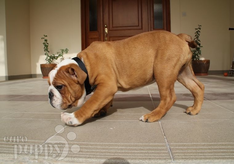 Vinnie - Mini Englishche Bulldog, Euro Puppy review from Bahrain