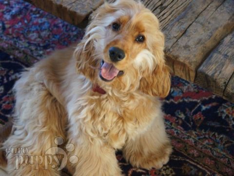 Theo - Cocker Spaniel Inglés, Euro Puppy review from Qatar