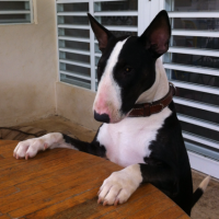 Reina - Bull Terrier, Euro Puppy review from Puerto Rico