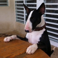 Reina - Bullterrier, Euro Puppy Referenzen aus Puerto Rico